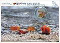 INSEL USEDOM